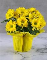 Sunny Chrysanthemum Plant offers at R 234 in Netflorist