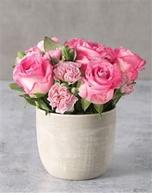 Precious Pink Petals In Pot offers at R 390 in Netflorist