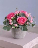 Precious Pink Petals In Pot offers at R 389,94 in Netflorist